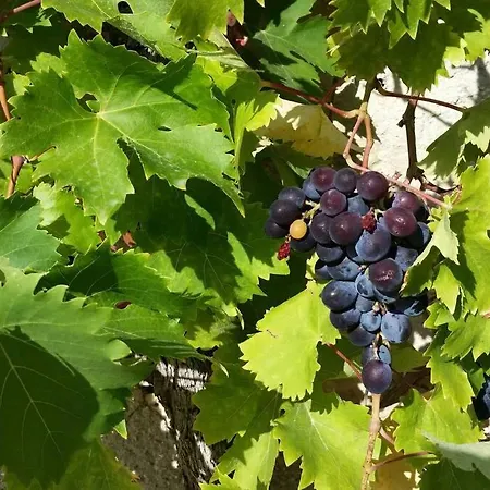 Independant Dans Mas Provencal Διαμέρισμα